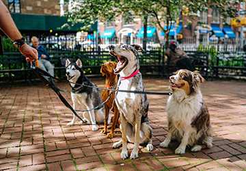 The Best Pet Insurance for Multiple Pets (2024)