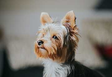 The Best Pet Insurance for Multiple Pets (2024)